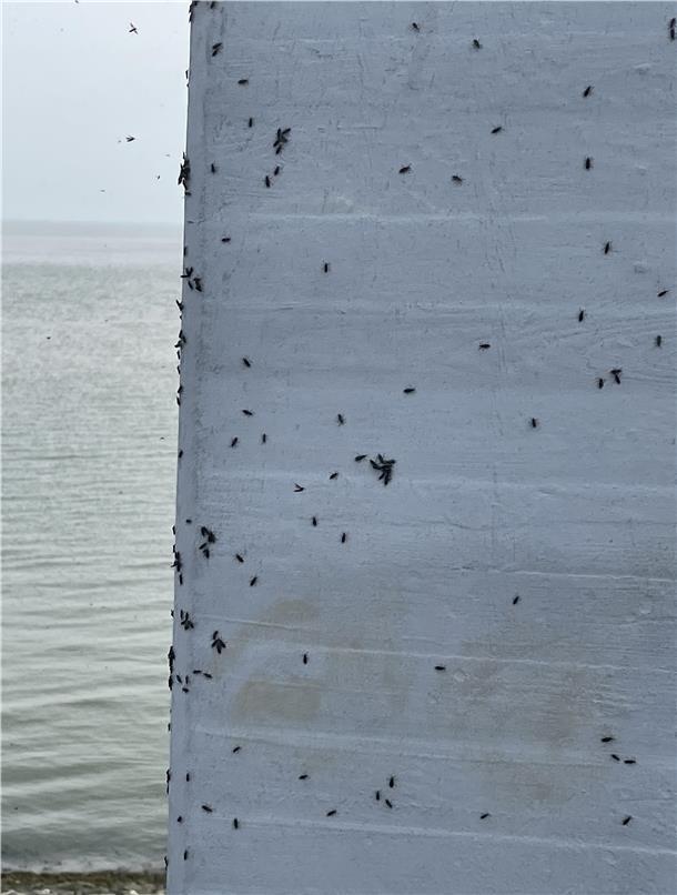 Auch auf dem Denkmal, das in Eckwarderhörne an den legendären Deichgrafen Anton Hullmann erinnert, saßen die schwarzen Insekten.