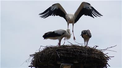 Ein erwachsener Storch und zwei Jungtiere auf einem Nest.