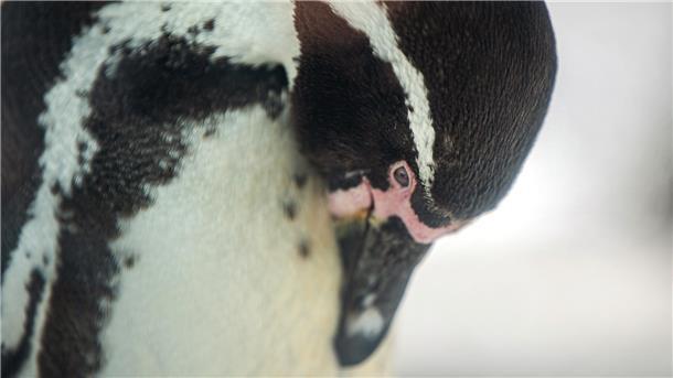 Ein Pinguin in Nahaufnahme. Auch bei den Pinguinen im Zoo am Meer Bremerhaven steht der Frühjahrsputz an – gründliche Gefiederpflege ist angesagt!