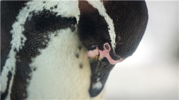 Ein Pinguin in Nahaufnahme. Auch bei den Pinguinen im Zoo am Meer Bremerhaven steht der Frühjahrsputz an – gründliche Gefiederpflege ist angesagt!