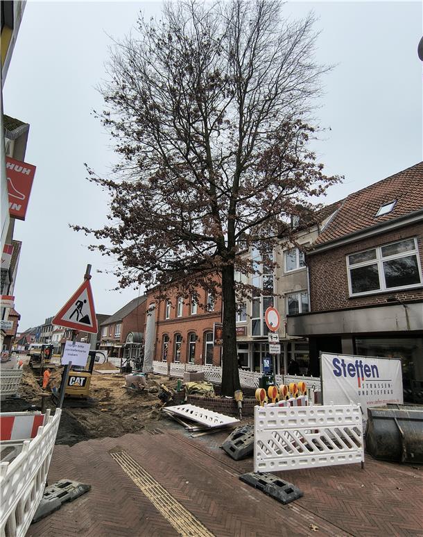 Auch der letzte verbliebene Baum in der Brunnenstraße wird in Kürze verschwinden. 