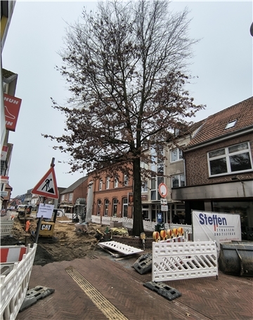 Auch der letzte verbliebene Baum in der Brunnenstraße wird in Kürze verschwinden. 
