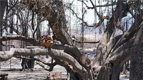 Inferno im Paradies: Jahrestag der tödlichen Brände auf Maui Auch der über 150 Jahre alte Banyanbaum, ein bekanntes Wahrzeichen, erlitt schwere Schäden. (Archivbild)