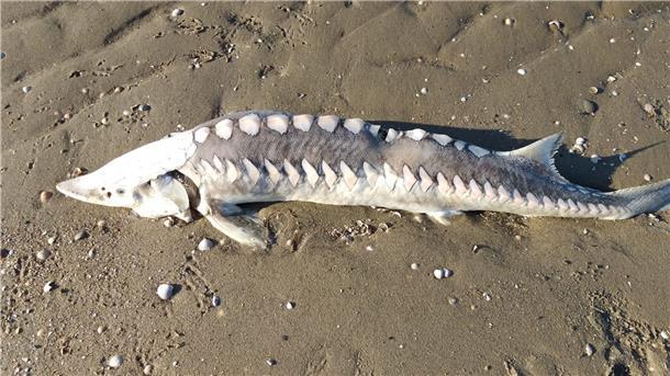 Auch dieser kapitale Aal wurde tot an den Otterndorfer Elbstrand gespült.