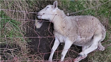 Auch dieses Schaf wurde ein Opfer des Wolfsangriffs in der Gemeinde Steinau. Foto: Reinecke