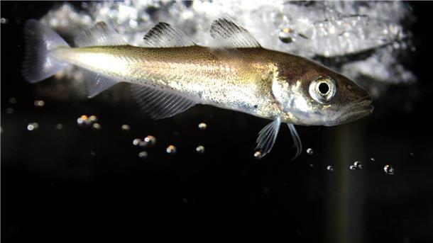 Auch er muss sich auf die Schwankungen einstellen: Der Polardorsch Boreogadus saida in der Arktis.