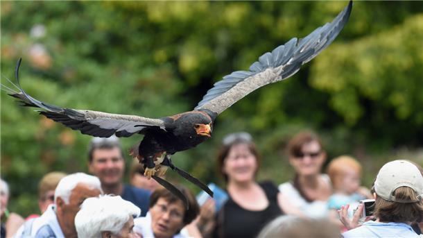 Auch Flugshows kann man sich im Vogelpark Walsrode ansehen. Die Butjadinger Senioren besuchen den Park am 12. Oktober.