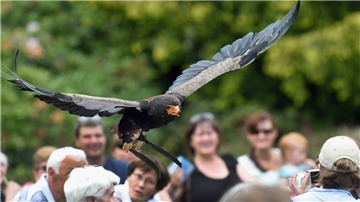Auch Flugshows kann man sich im Vogelpark Walsrode ansehen. Die Butjadinger Senioren besuchen den Park am 12. Oktober.