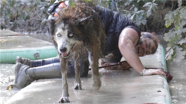 Auch Hundehalter aus Beverstedt, die an sportlichen Veranstaltungen teilnehmen, werden künftig mehr für ihren Vierbeiner zahlen müssen. Ausnahmen gibt es für Gebrauchshunde.
