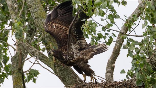 Seeadler