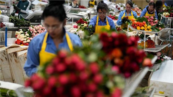 Warum riechen alle Blumenläden gleich und sind Rosen super? Auch in Kolumbien werden Schnittblumen produziert. (Archivbild)