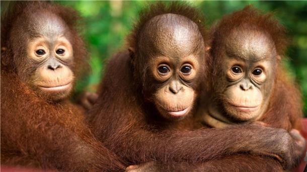 Orang-Utans schützen – vom Frühstück bis zur Fernreise Auch jeder Einzelne kann einiges tun, um Orang-Utans zu schützen.