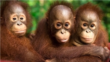 Auch jeder Einzelne kann einiges tun, um Orang-Utans zu schützen.