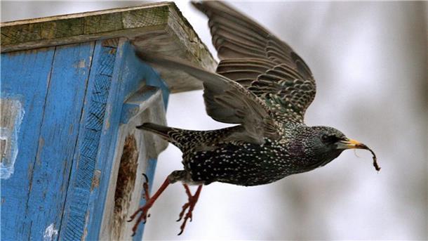 Warum jetzt schon der Nistkastencheck wichtig ist Ein Star fliegt aus einem blauen Nistkasten.