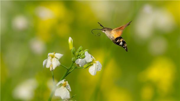 Schmetterlinge flattern ins Warme Auch Taubenschwänzchen ziehen gerade in wärmere Gegenden.