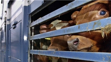 Auch Verstöße gegen die Tierschutzbestimmungen bei Tiertransporten sind angezeigt worden.