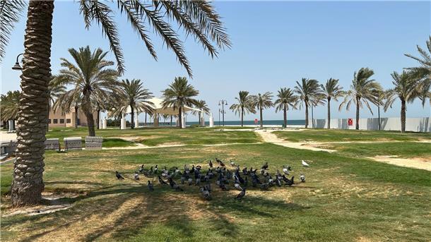 Hitze in Kuwait: Wenn das Leben draußen verschwindet Auch Vögel kämpfen mit der hohen Hitze.