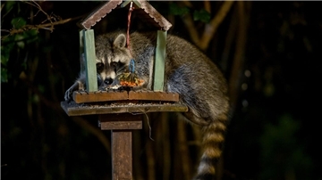 Waschbär im Futterhaus