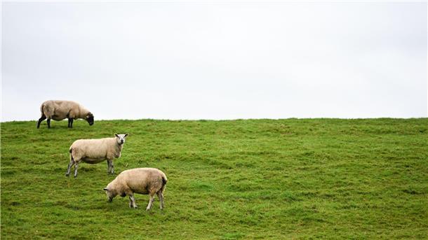 Auf Deichen sind Regelungen zum Schutz der Weidetiere schwieriger - und deshalb sollen dort Wolfs-Abschüsse leichter möglich werden.