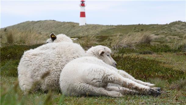 Auf dem Ellenbogen in List (Sylt) hatte der Goldschakal seit Mai mehrere Lämmer gerissen. (Archivbild)