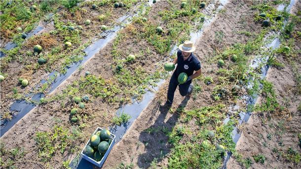 Melonen frisch vom Feld Auf dem Feld von André Laue dürfen die Besucherinnen und Besucher selbst Melonen pflücken.