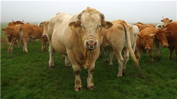 Auf dem Hof von Matthias und Inge Hümme zwischen Tossens und Eckwarden leben mehr als 100 Fleischrinder der Rassen Limousin und Blonde d’Aquitaine. Mitten unter den ganzen Damen unterschiedlicher Herkunft lebt Zuchtbulle Bruno – ein Blonde d’Aquitaine.