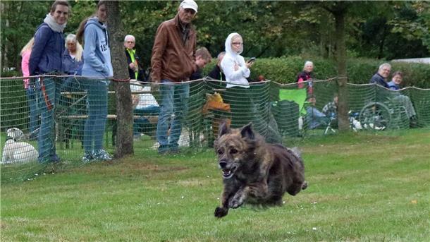 Auf der achtzig Meter langen Piste gaben die Hunde alles zum Stolz ihrer Besitzer und zur Freude der Zuschauer.