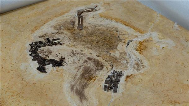 Wohl illegal beschafftes Dino-Fossil zurückgegeben Auf diesem vom brasilianischen Wissenschaftsministerium zur Verfügung gestellten Bild ist das Fossil des Sauriers Ubirajara jubatus zu sehen, als es im Museum Cariri ankommt.