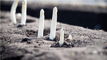 Spargelbauern hoffen auf Beginn der Ernte zu Ostern Auf einem Feld von einem Spargelhof wächst Spargel.