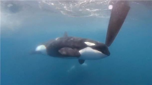 Auf einem Videobild bewegt sich ein Orca an einem Ruder der Hochsee-Segelyacht des Teams JAJO, das am Ocean Race 2023 im Juni teilnimmt.