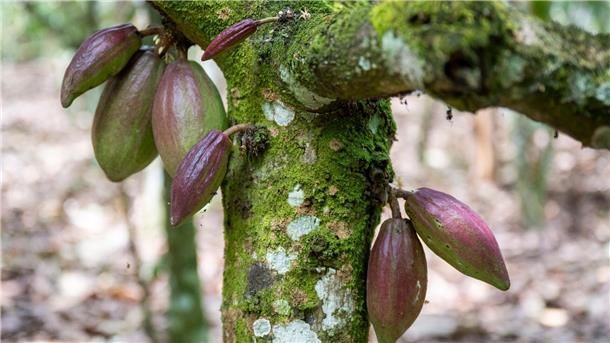 Afrikas Not in deutscher Schokolade Auf einer Kakaoplantage in Agboville an der Elfenbeinküste hängen Kakaoschoten an einem Baum.