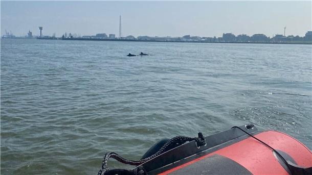 Schweinswal-Sichtung vor Cuxhaven: Warum die Entdeckung besonders ist Auf einmal tauchten zwei Rückenflossen aus: Die Dreiecke sind das Kennzeichen für Schweinswale. Madeline Almeida Marques machte sofort Aufnahmen von den Meeressäugern.