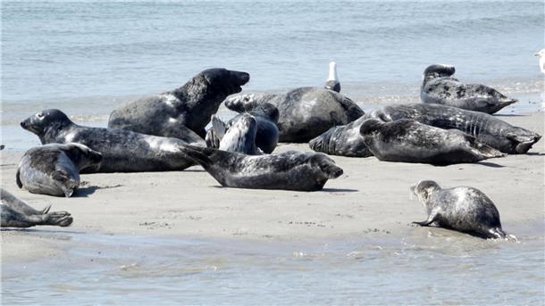 Robben liegen am Strand der Düne vor Helgoland. 