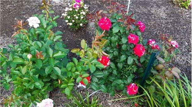 Grußbrücke: Von Vorsicht und Abschied Auf ihre Rosen ist Jutta Zapf-Atkinson stolz.