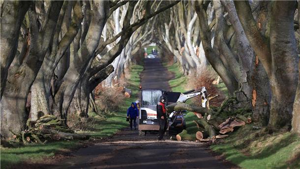 Drei Bäume in „Game of Thrones“-Allee bei Sturm umgestürzt Aufräumarbeiten in der der „Dark Hedges“ genannten Straße.