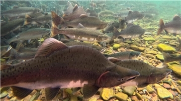 Buckellachse ziehen in Europa teilweise in großen Stückzahlen (wie hier im Foto in Norwegen) auf. 