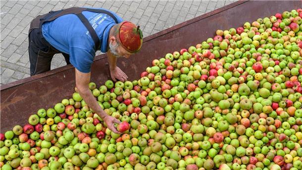 Wie der Apfel in die Flasche kommt Aus diesen Äpfeln wird Saft gemacht.