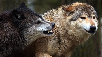 Aus Sicht der Jäger muss die Küste eine wolfsfreie Zone sein, damit der Küstenschutz durch Schafe und Weidetierhaltung weiterhin möglich ist.