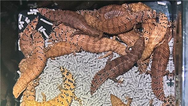 Illegaler Millionenschmuggel mit Echsen in Australien Australische Reptilien wurden von der Polizei beschlagnahmt.