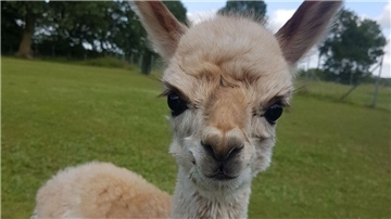 Ein cremefarbenes Baby-Alpaka schaut direkt in die Kamera.