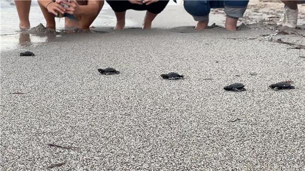 Viele Schildkrötenbabys im westlichen Mittelmeer Babymeeresschildkröten am korsischen Strand Capo di Feno auf dem Weg Richtung Meer.