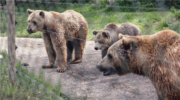 „Richtig Bär sein“ - Gnadenhof gibt Bären ein zweites Leben Bären im eingezäunten Gnadenhof in Bad Füssing.
