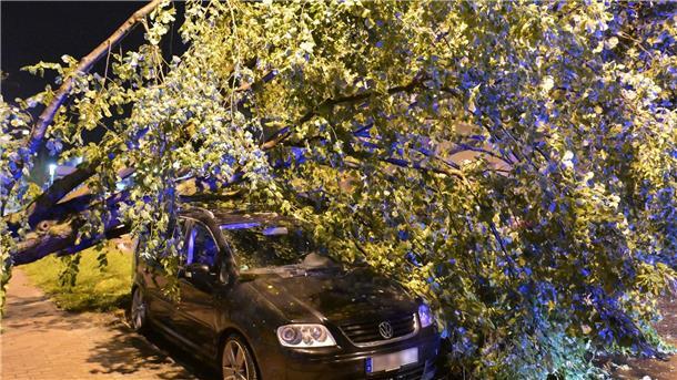 Gewittersturm entwurzelt dicke Bäume in Brandenburg Bäume fielen auf die Straßen, die zum Teil gesperrt werden mussten.