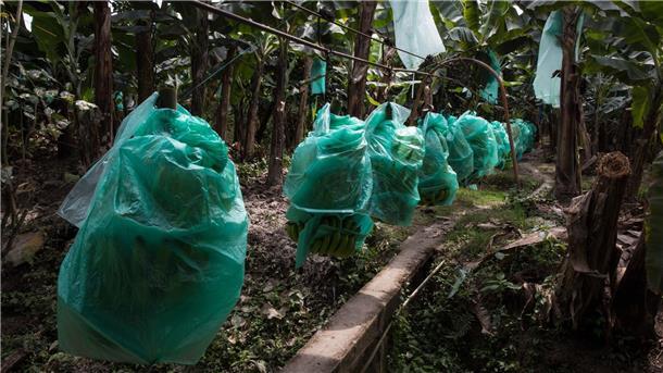 Erste gentechnisch veränderte Banane der Welt Bananen wachsen meist mit geringen Produktionskosten in Süd- und Mittelamerika, hier in Ecuador. Doch es gibt Probleme im Anbau.