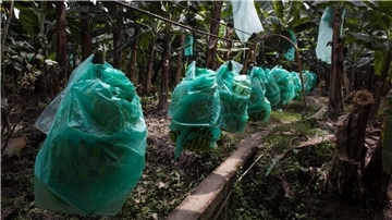 Bananen wachsen meist mit geringen Produktionskosten in Süd- und Mittelamerika, hier in Ecuador. Doch es gibt Probleme im Anbau.