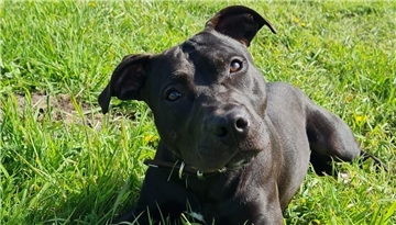 Pitbull