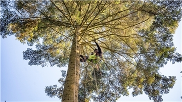 Baumkletterer Jonas Daniel hat die Krone einer Weißtanne im Kührstedter Wald erklommen. Dort schneidet er kleine Zweige heraus, die später in der Baumschule der Nordwestdeutschen Forstlichen Versuchsanstalt in Hann. Münden veredelt werden.
