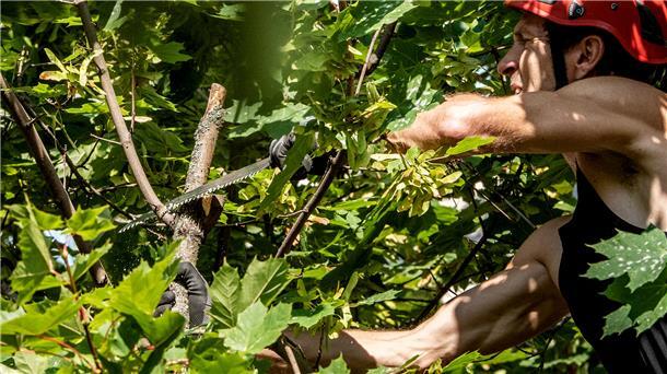 Baumpfleger sorgen dafür, dass so viele Bäume wie möglich gesund bleiben. In Wilstedt will die Kommune private Baumeigentümer bei den Kosten für solch eine Pflege künftig unterstützen.