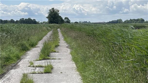 Von Gras überwucherter Wirtschaftsweg in Butjadingen.