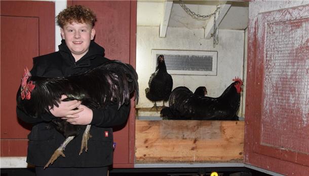Dieser 13-jährige Selsinger züchtet Riesenhühner und holt Preise mit dem Hobby Teetje Grafelmann mit einem Jersey Giant im Arm.